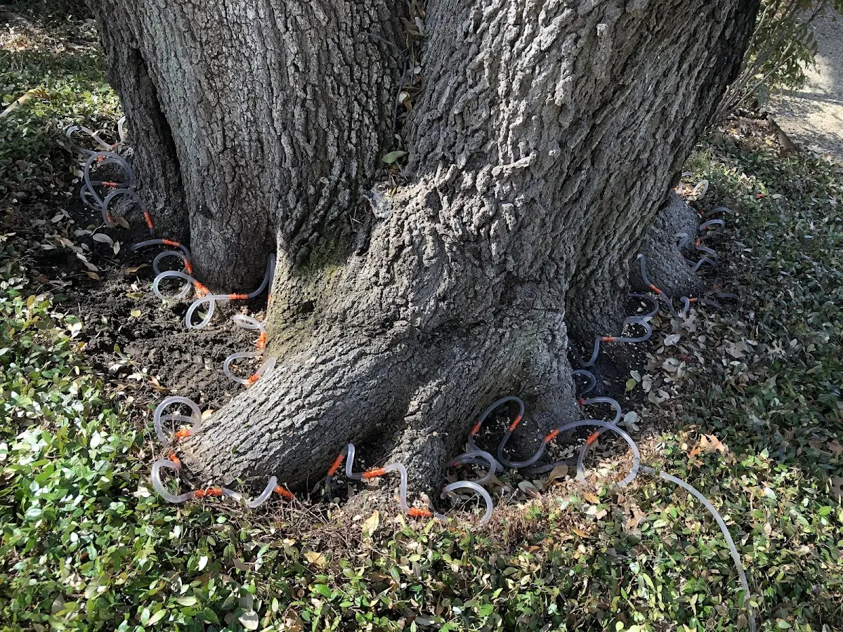 Detailed Tree Cabling and Bracing job site in Valley Farms
