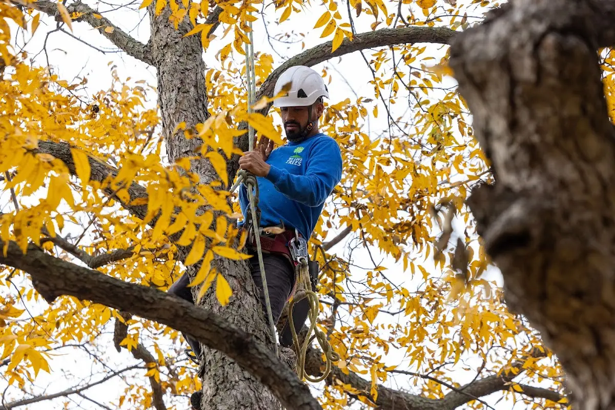 Skilled Tree Pruning crew working in Valley Farms