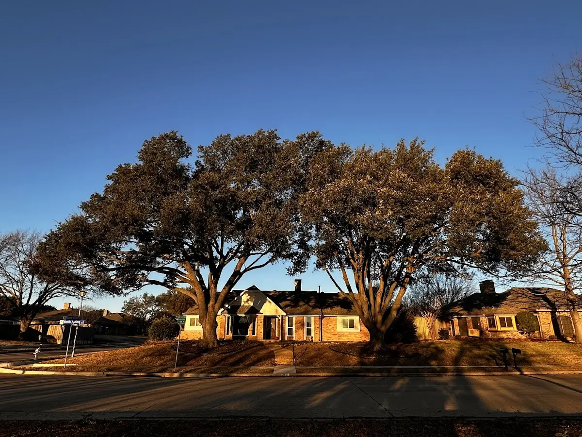 Established residential canopy tree shading a home in Valley Farms